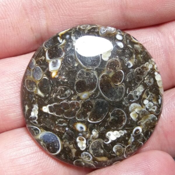 Fossilised turritella shell