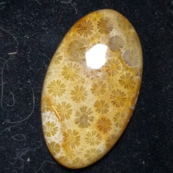 Fossilised coral