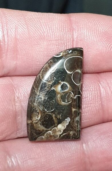 29x17mm Fossilised turritella shell agate cabochon