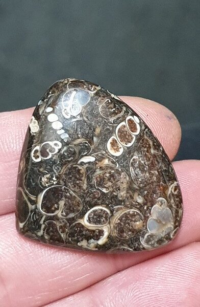 39x32mm Fossilised turritella shell agate cabochon