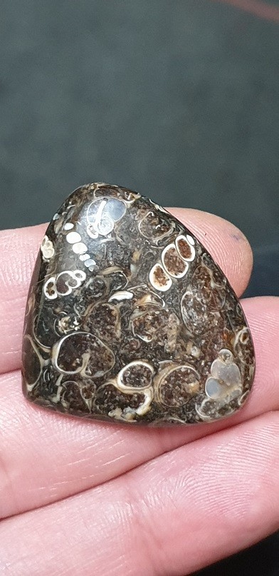39x32mm Fossilised turritella shell agate cabochon