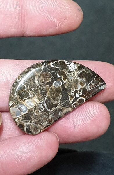 40x26mm Fossilised turritella shell agate cabochon