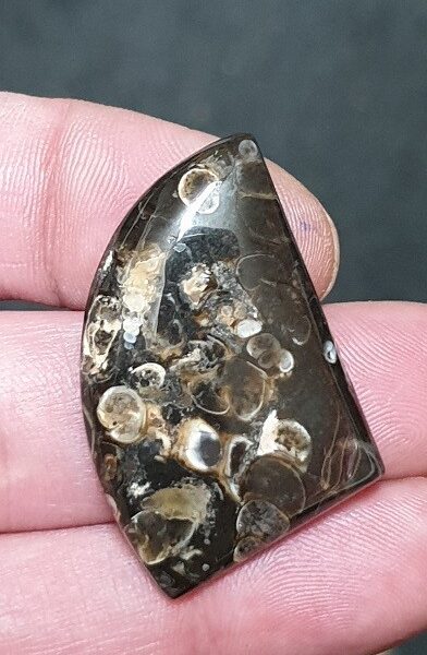 36x25mm Fossilised turritella shell agate cabochon