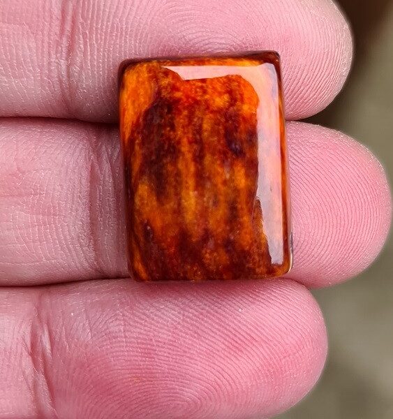 21x16mm spiny oyster shell cabochon