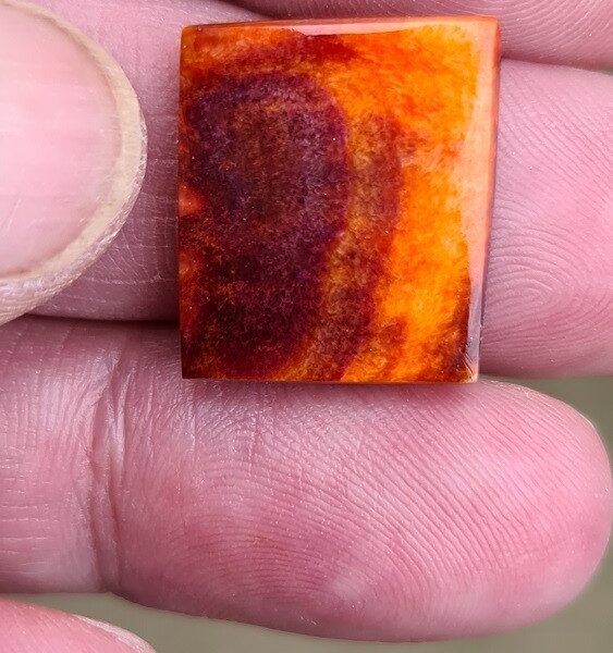 19x16mm spiny oyster shell cabochon