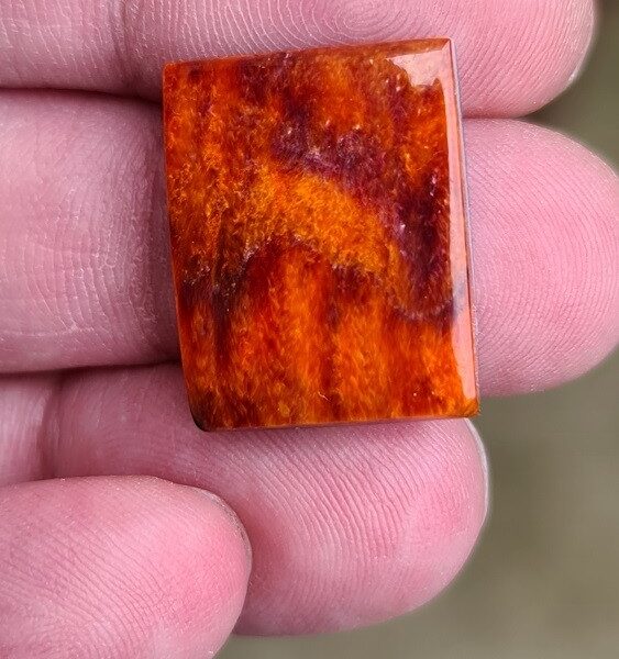 21x17mm spiny oyster shell cabochon