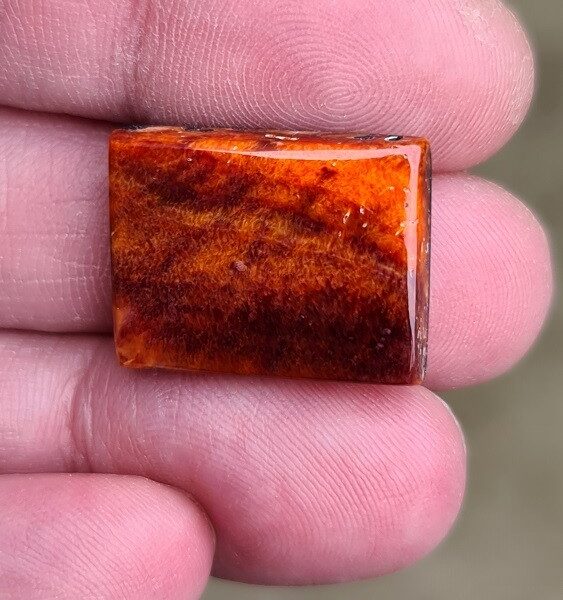 22x17mm spiny oyster shell cabochon