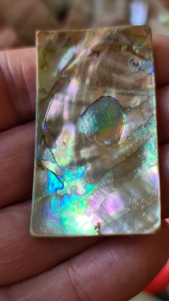 52x29mm piece of Abalone shell