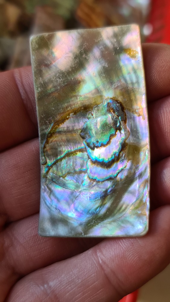 57x30mm piece of Abalone shell