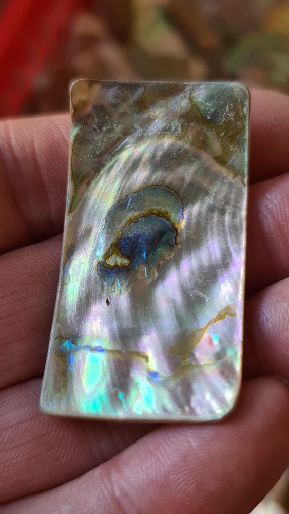 50x25mm piece of Abalone shell