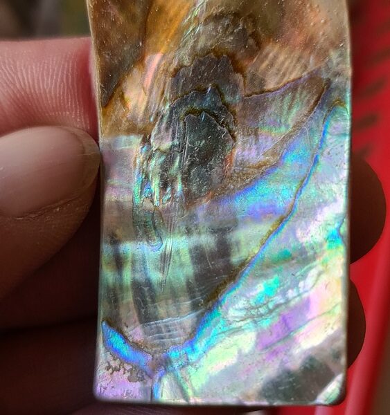 54x31mm piece of Abalone shell