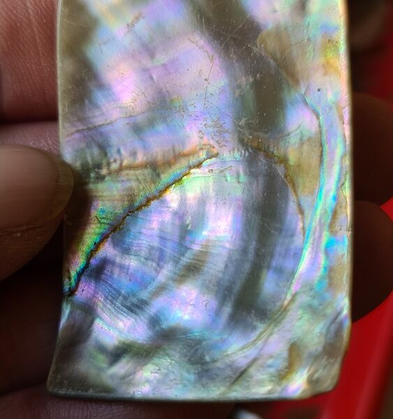 53x36mm piece of Abalone shell