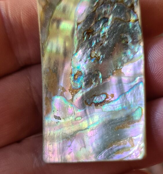 48x28mm piece of Abalone shell
