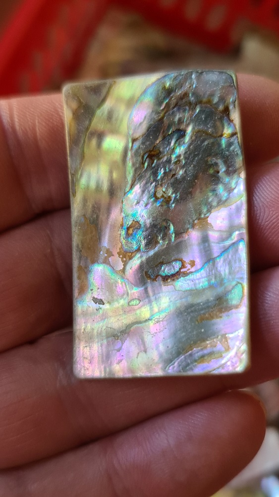 48x28mm piece of Abalone shell