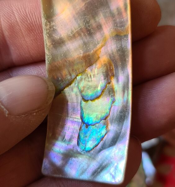 58x25mm piece of Abalone shell