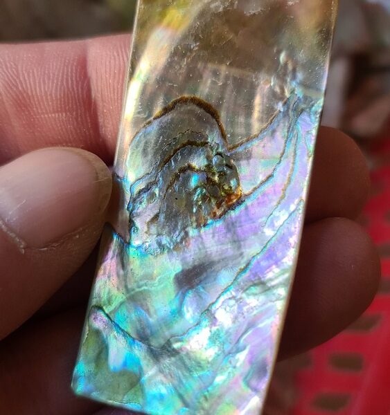 61x27mm piece of Abalone shell