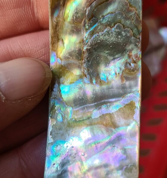 64x28mm piece of Abalone shell