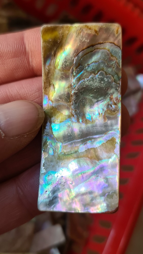 64x28mm piece of Abalone shell