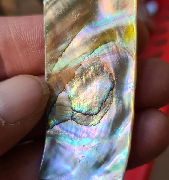 58x27mm piece of Abalone shell