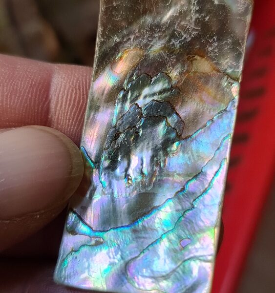 50x25mm piece of Abalone shell