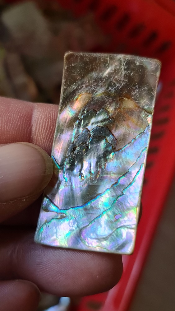 50x25mm piece of Abalone shell