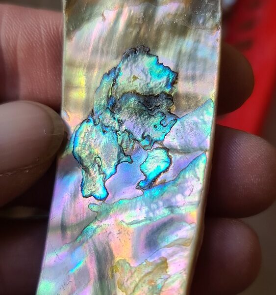 68x30mm piece of Abalone shell