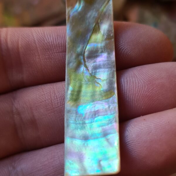 57x15mm piece of Abalone shell