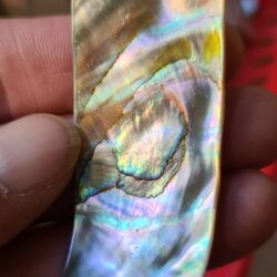 Abalone shell