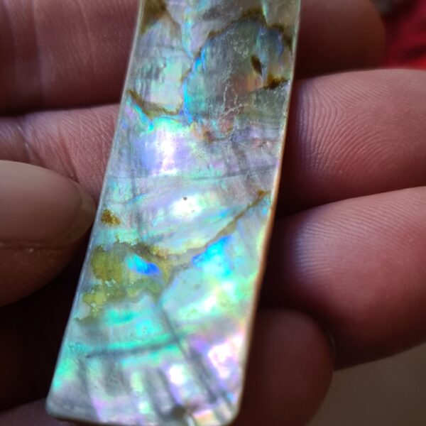 57x19mm piece of Abalone shell