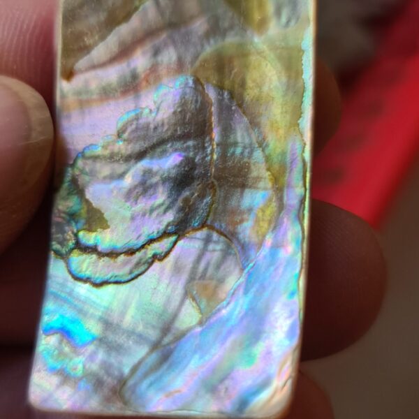 48x25mm piece of Abalone shell