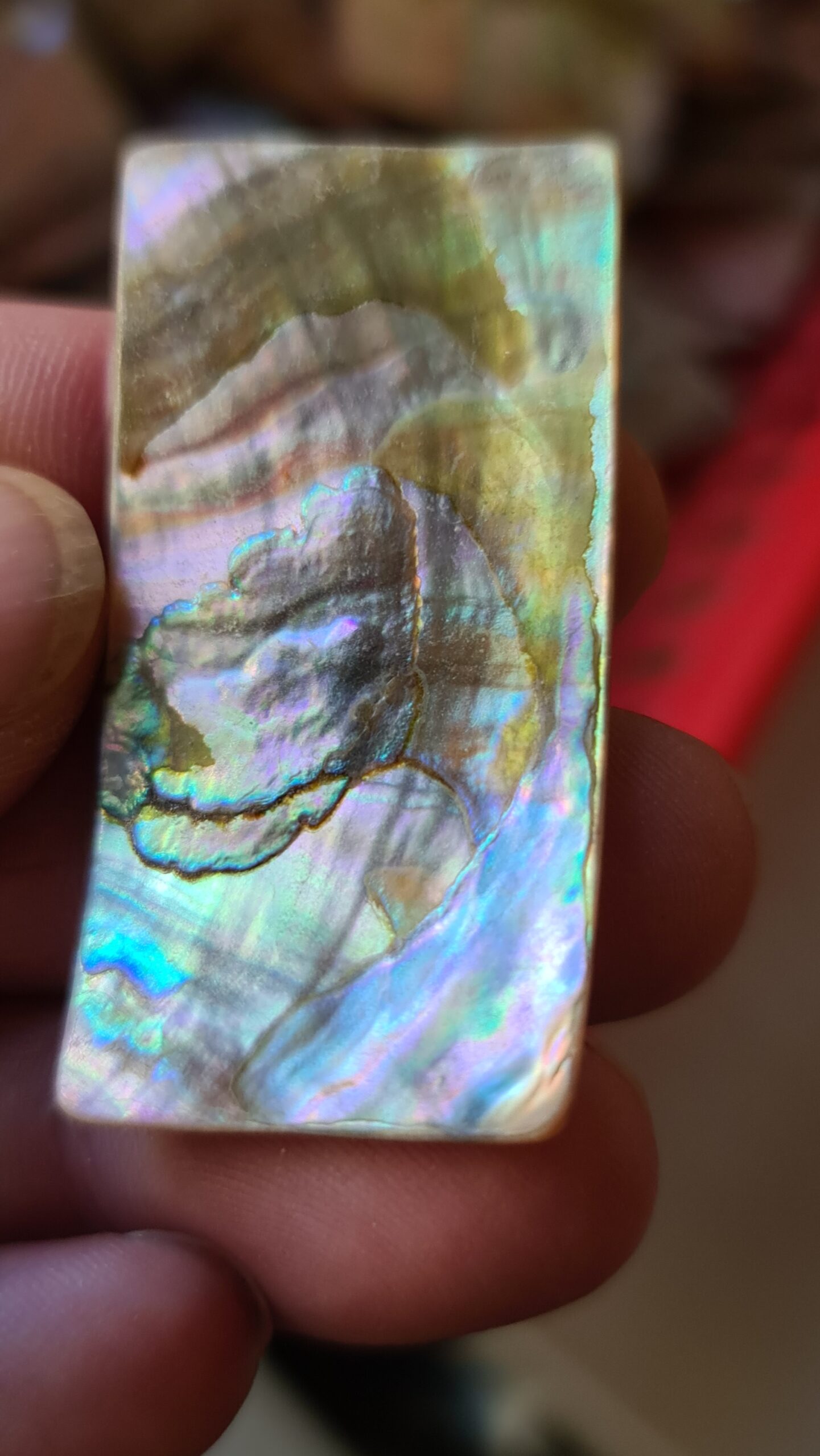48x25mm piece of Abalone shell