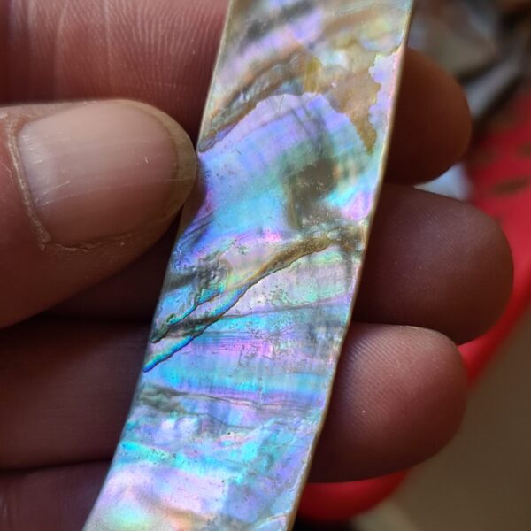 71x19mm piece of Abalone shell