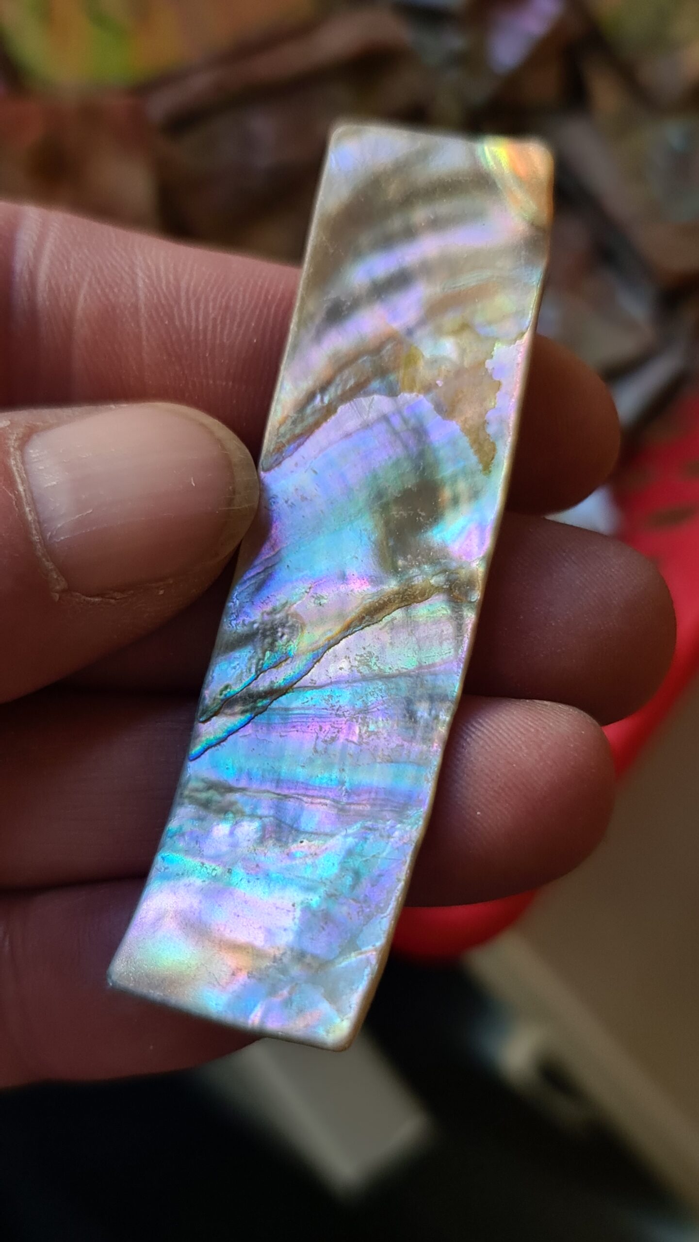 71x19mm piece of Abalone shell