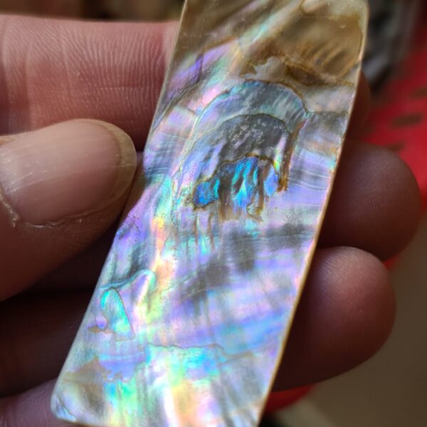 61x25mm piece of Abalone shell