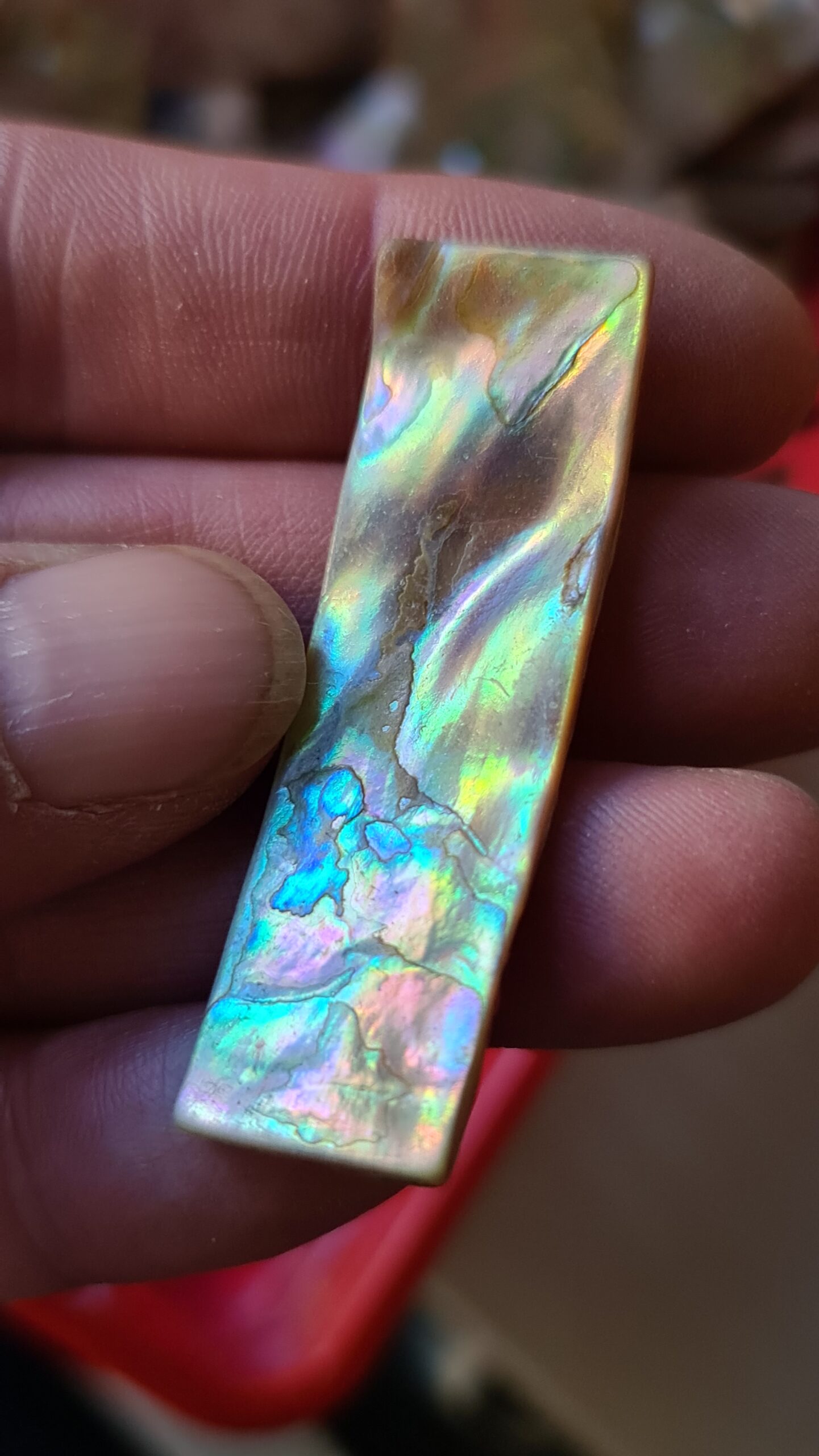 53x17mm piece of Abalone shell