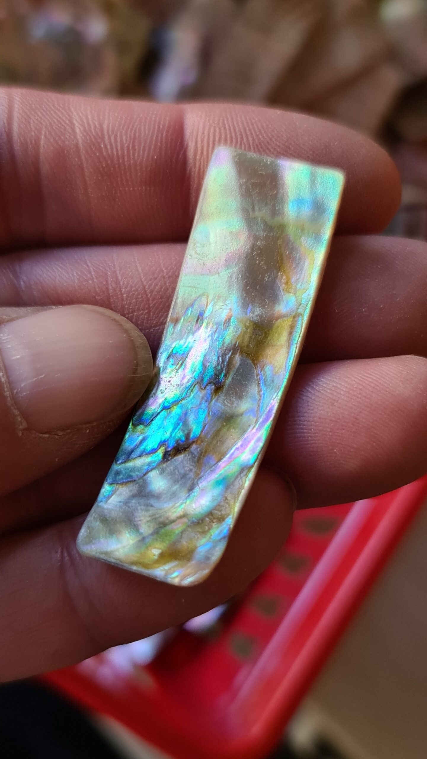 52x16mm piece of Abalone shell