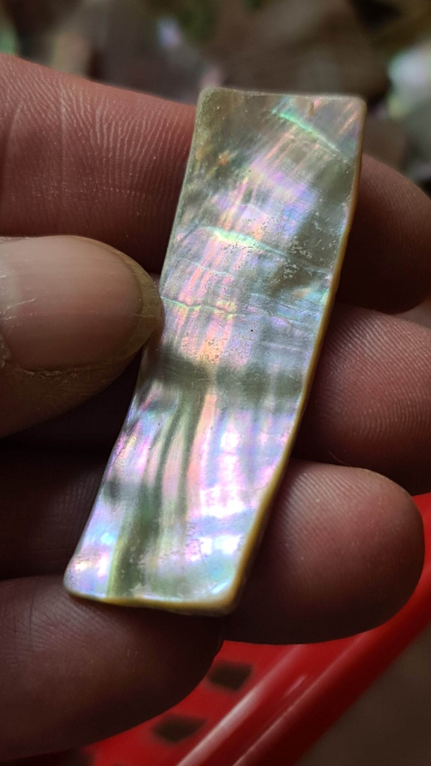 52x17mm piece of Abalone shell