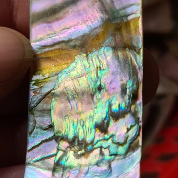 56x26mm piece of Abalone shell