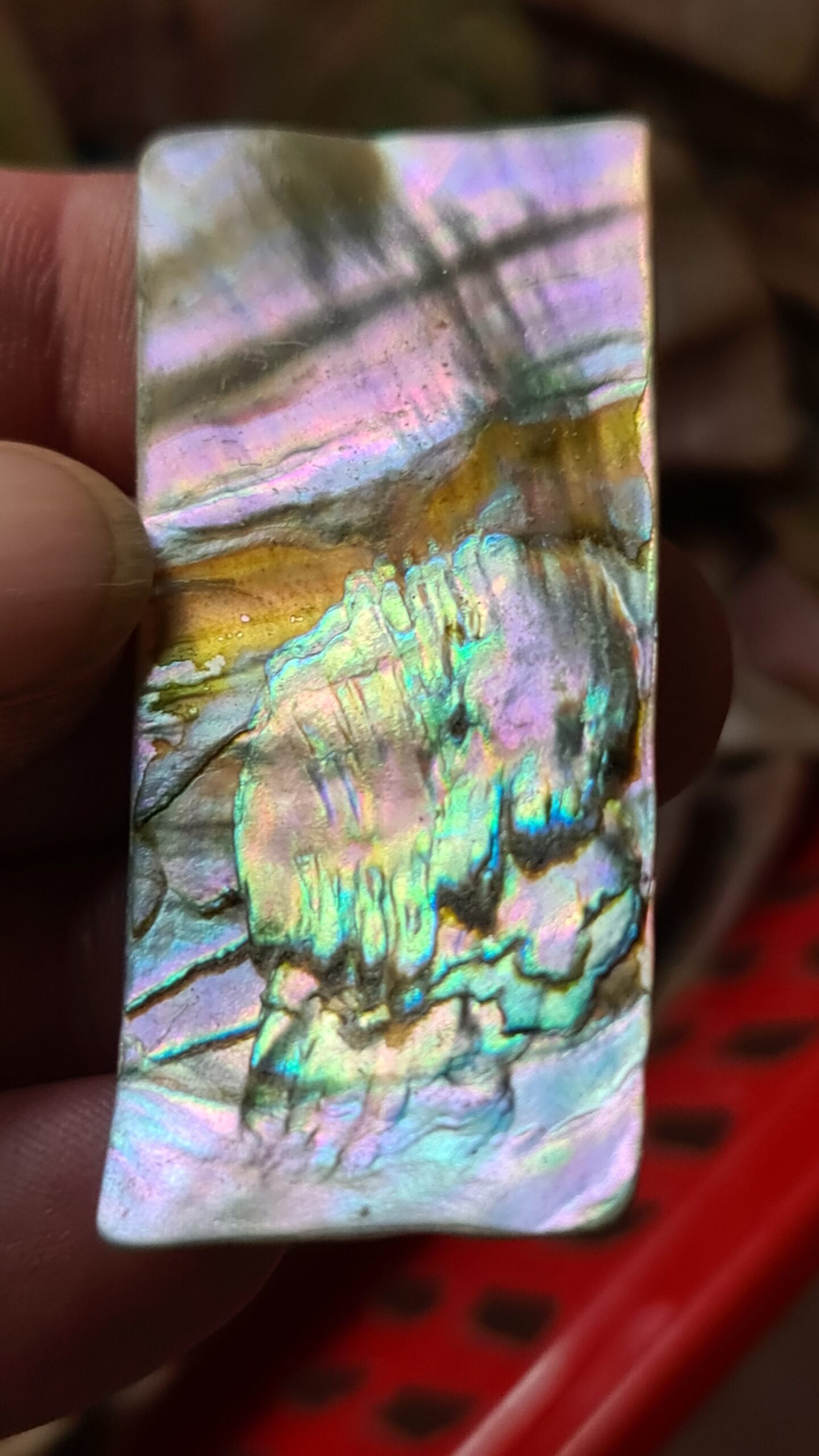 56x26mm piece of Abalone shell
