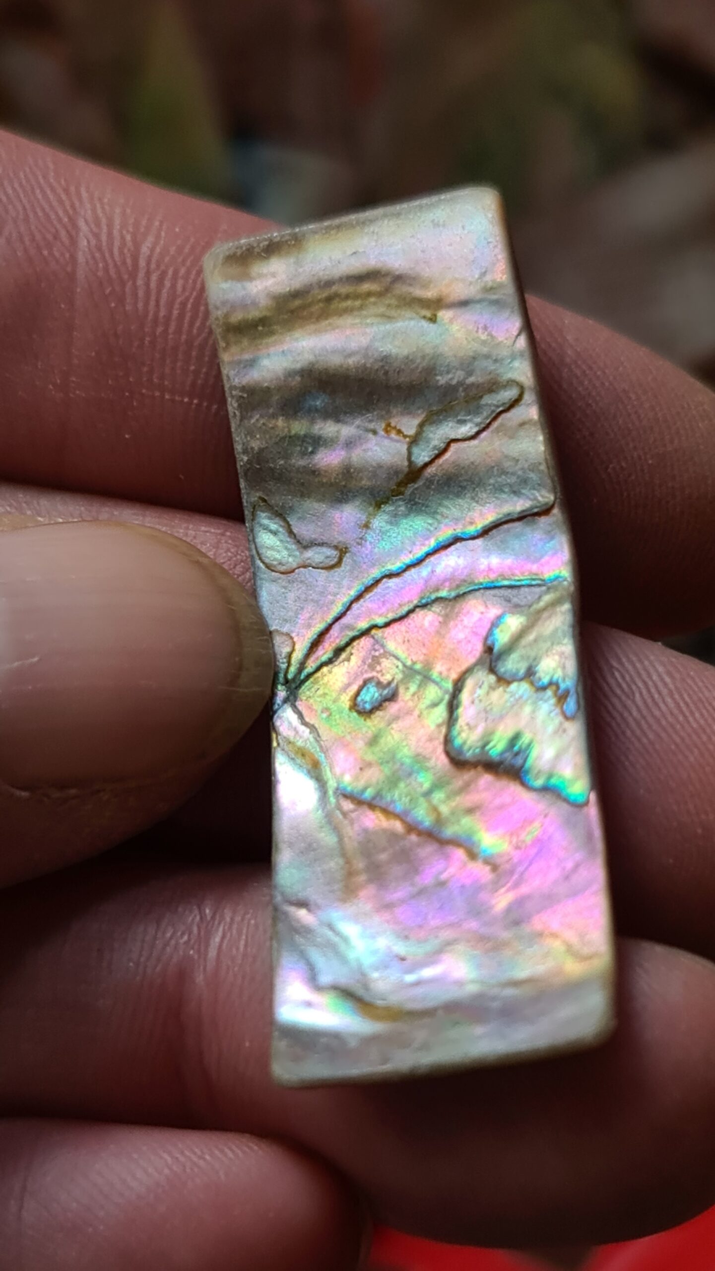47x17mm piece of Abalone shell