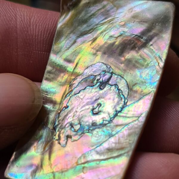 48x28mm piece of Abalone shell