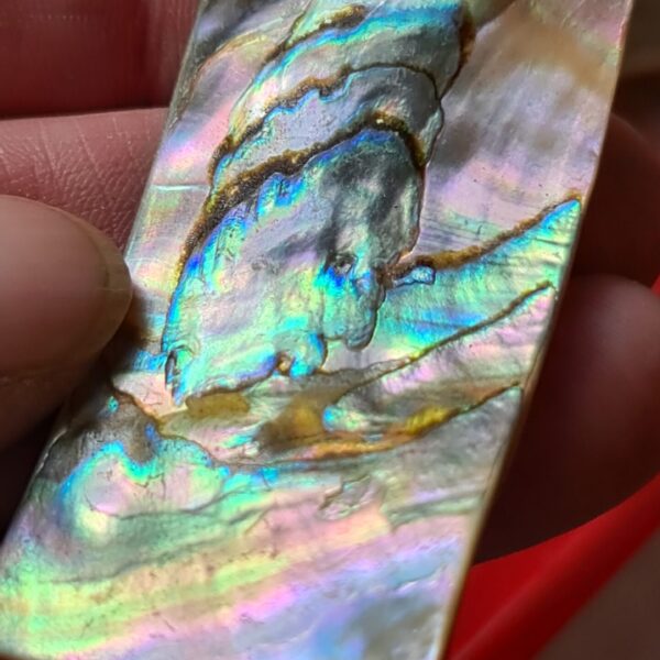 62x28mm piece of Abalone shell