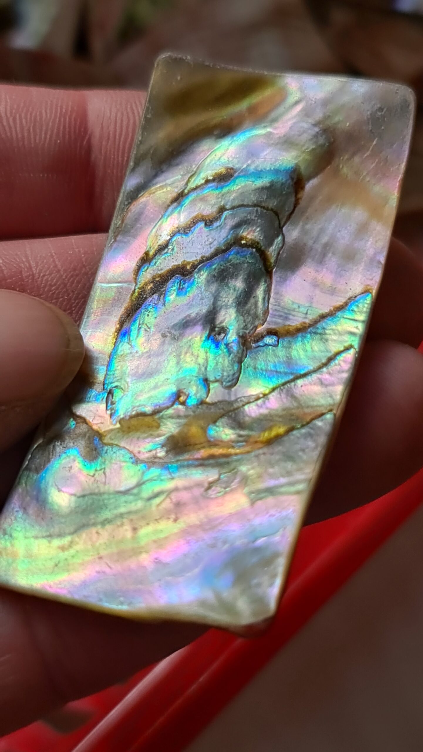 62x28mm piece of Abalone shell