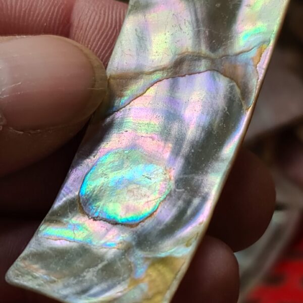 57x22mm piece of Abalone shell