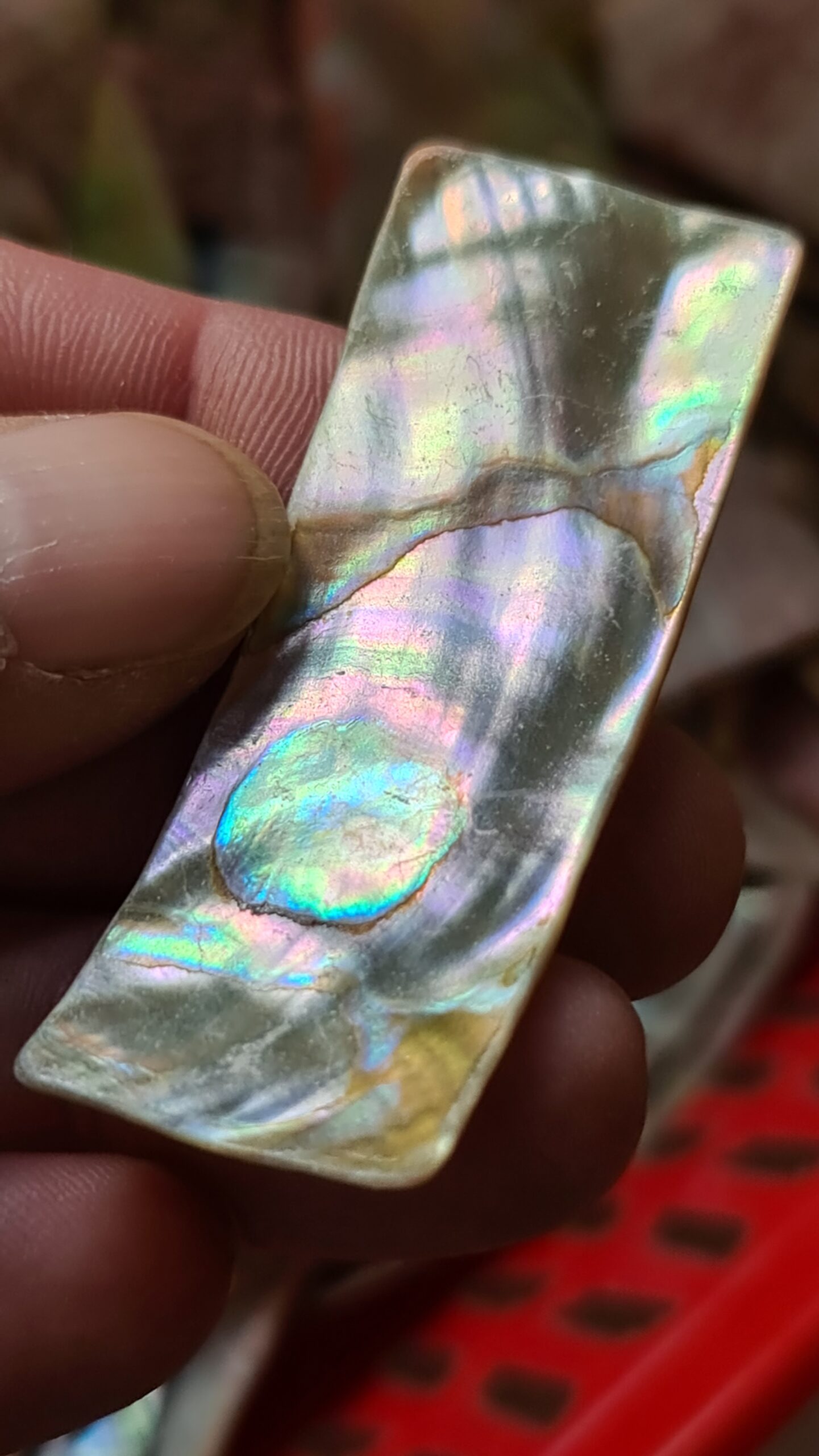 57x22mm piece of Abalone shell