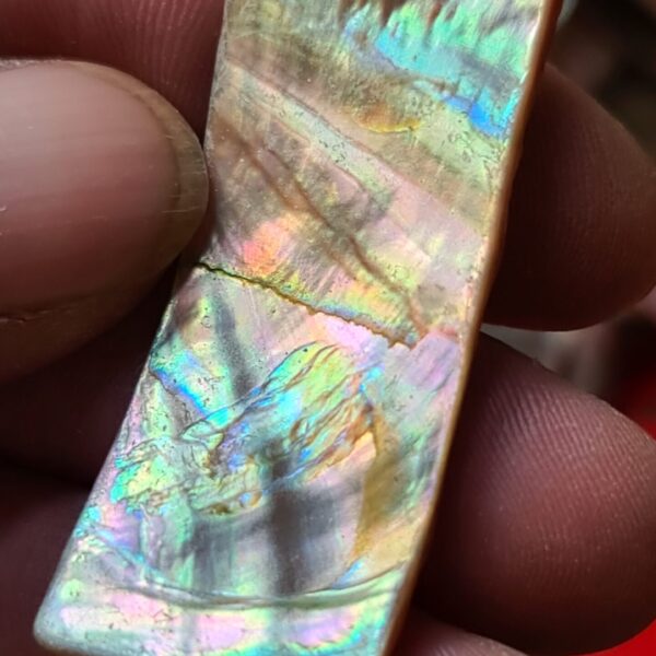 52x20mm piece of Abalone shell