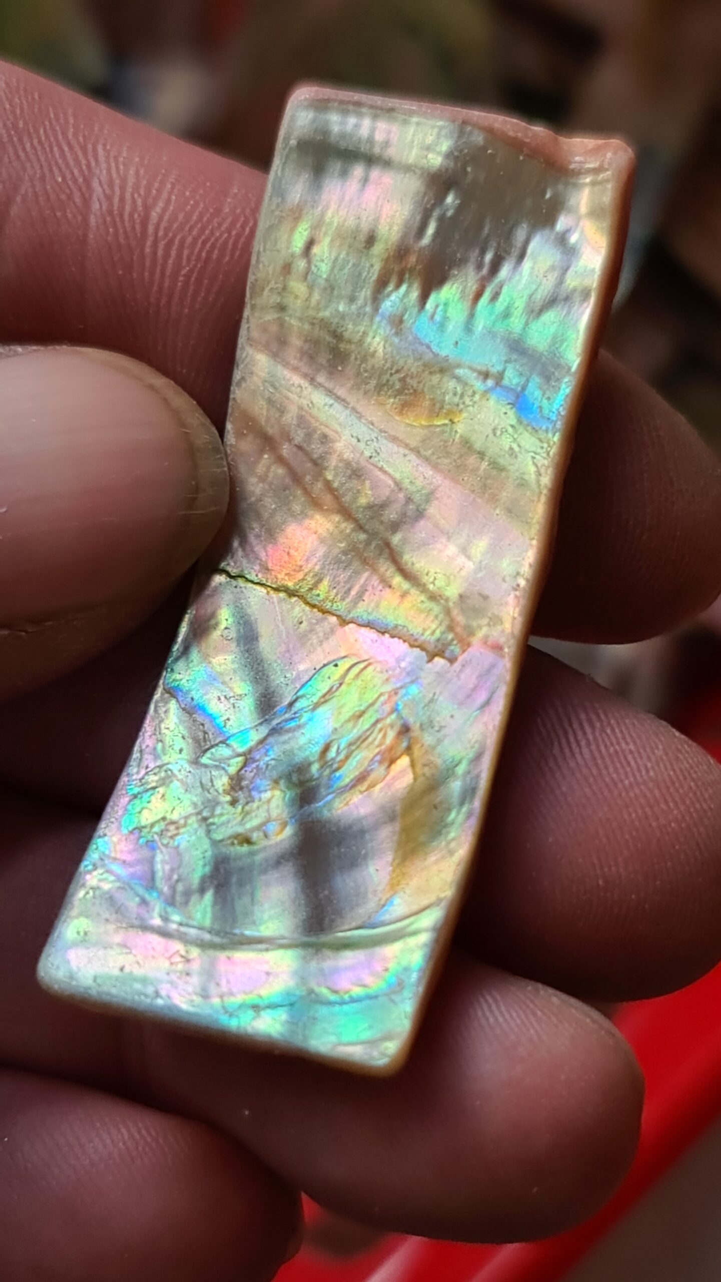 52x20mm piece of Abalone shell
