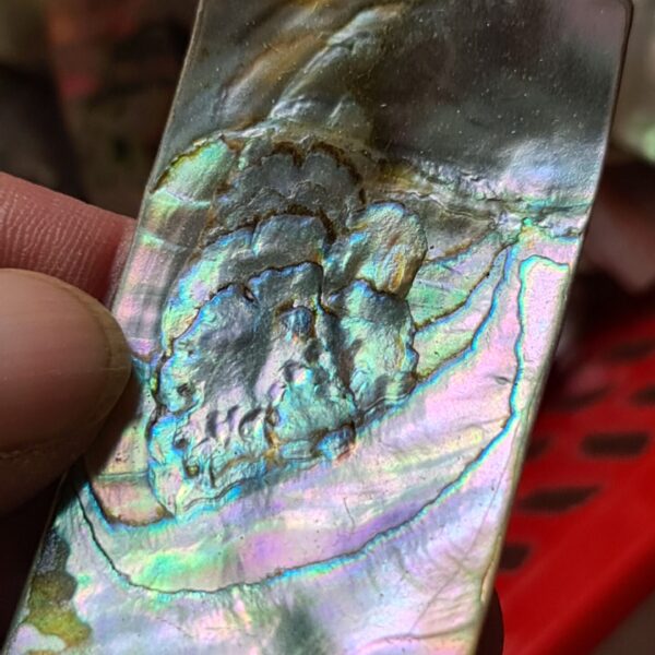 65x34mm piece of Abalone shell