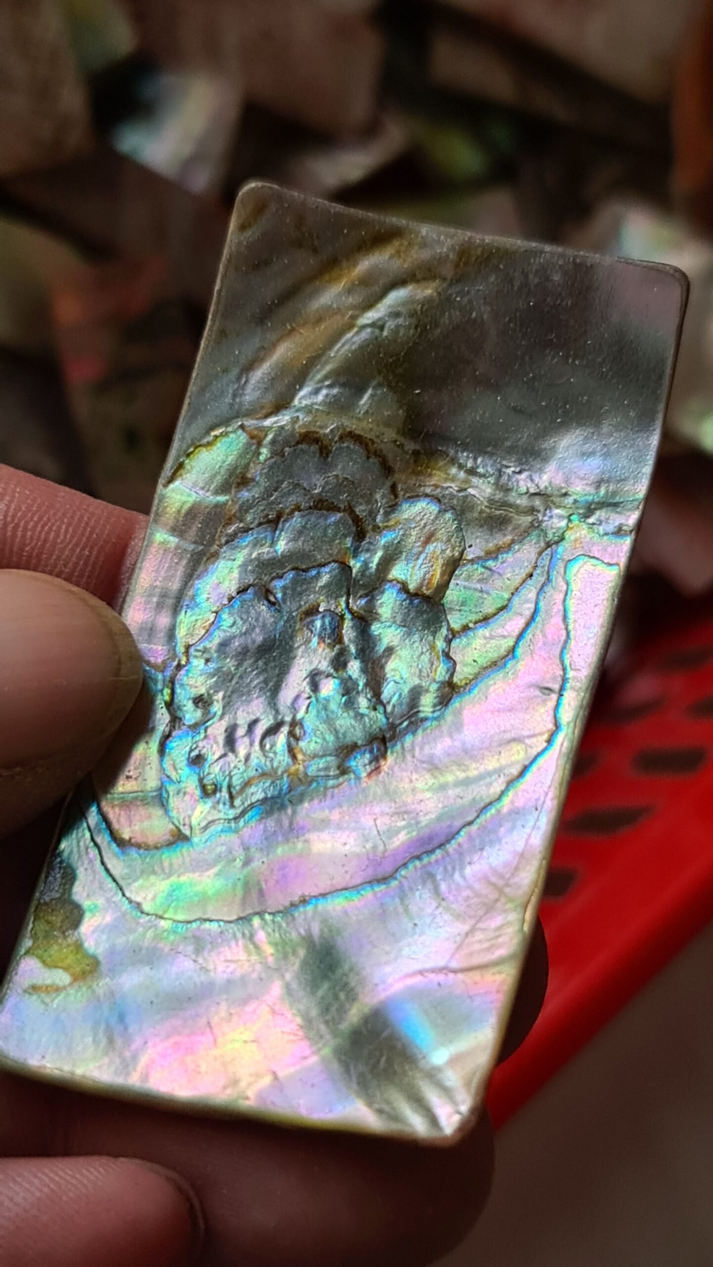 65x34mm piece of Abalone shell