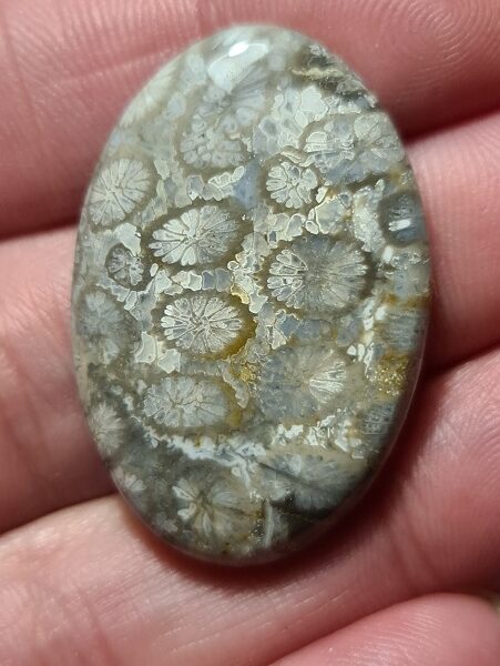 35x23mm fossilised coral cabochon